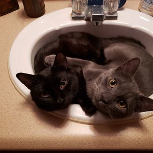 Meet your Posher, Jodi